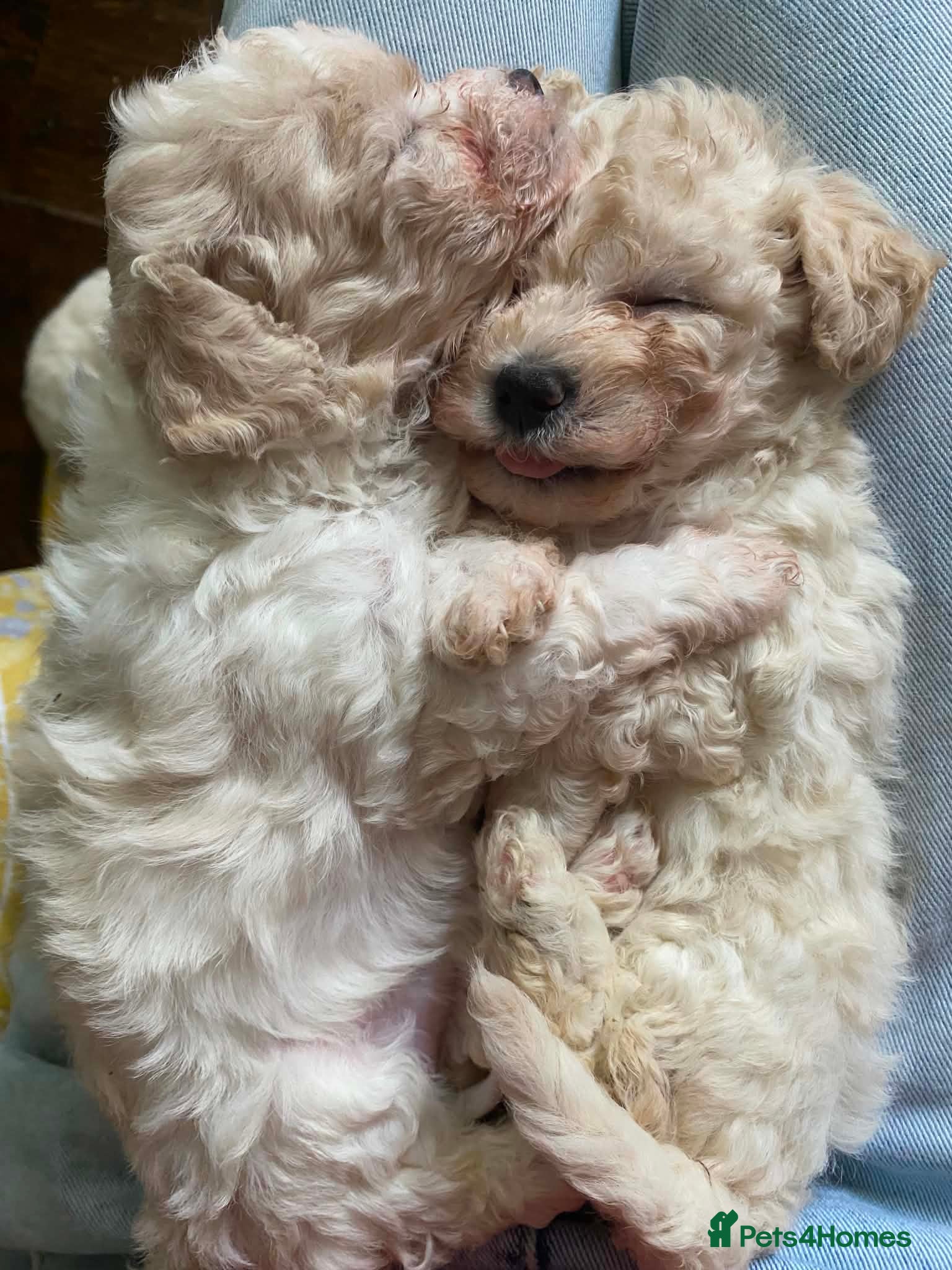 Cavapoochon dogs Beautiful Cavapoochon puppies - Advert 4