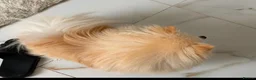 Pomeranian dogs for sale: Gorgeous girl  - Advert 4