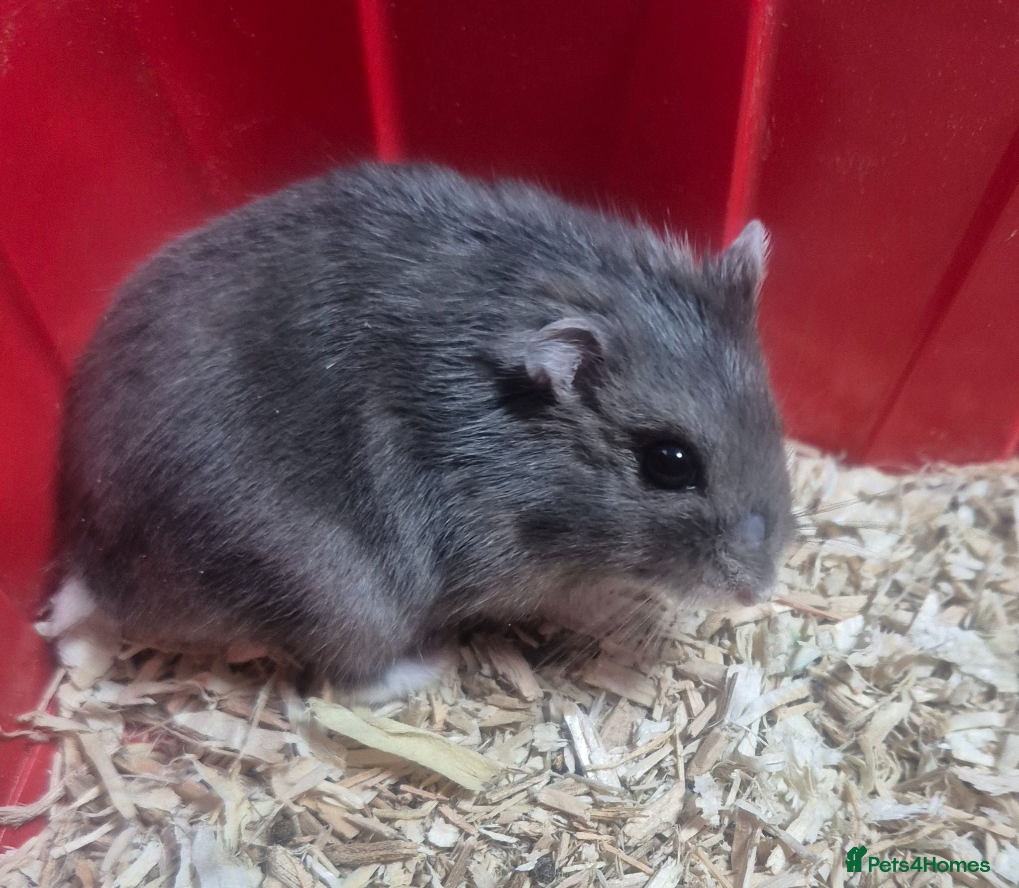 Hamster rodents Russian dwarf babies - Advert 2