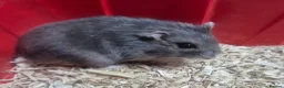 Hamster rodents for sale: Russian dwarf babies - Advert 1