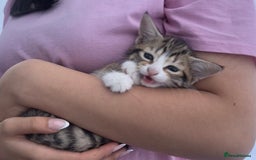 Bengal cats for sale: Playful bengal kittens for rehoming! - Image 5