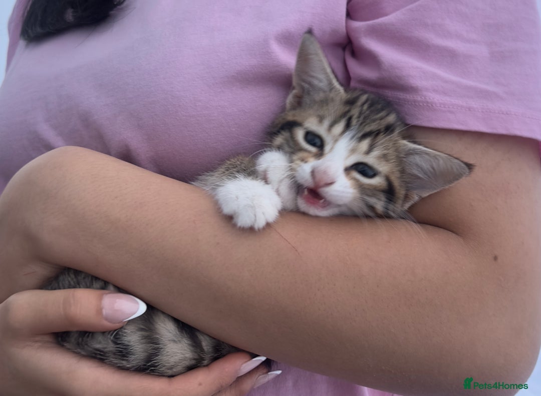 Bengal cats for sale: Playful bengal kittens for rehoming! - Image 5