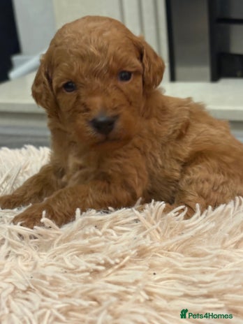 Jackapoo dogs - Advert 2