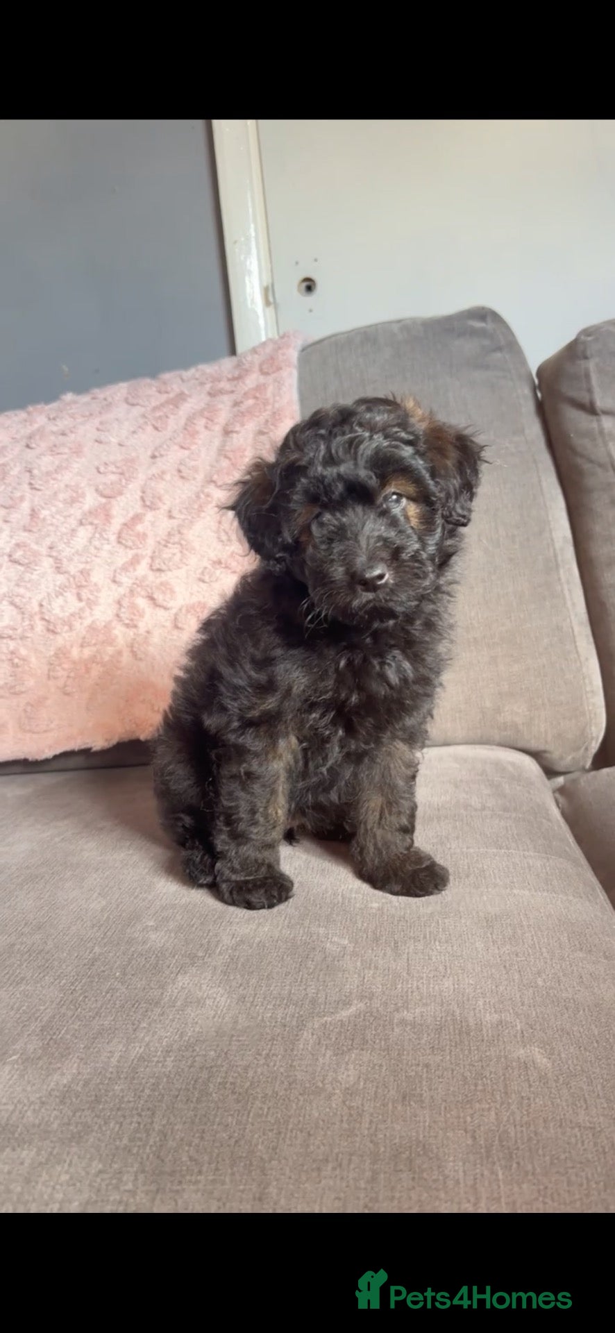 Mixed Breed dogs Last girl💖 available now!! - Advert 11