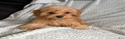Cavapoochon dogs for sale: READY TO LEAVE NOW!! Miniature cavapoochons - Advert 6