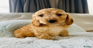 Cockapoo dogs - Advert 5