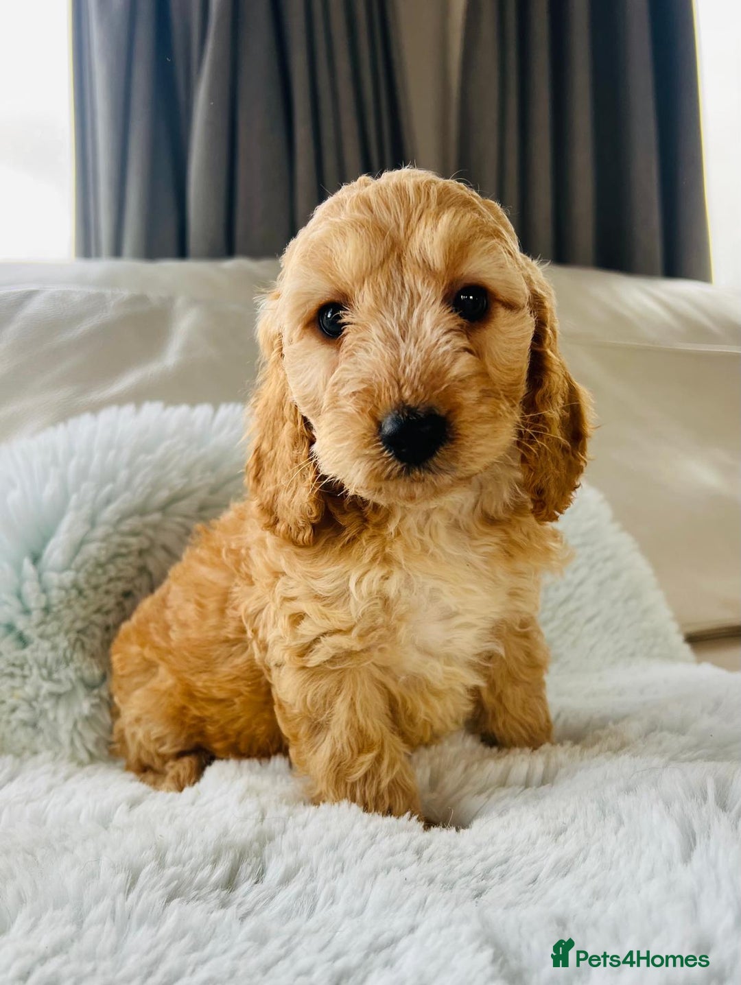 Cockapoo dogs for sale: F1 cockapoo puppies  - Image 2