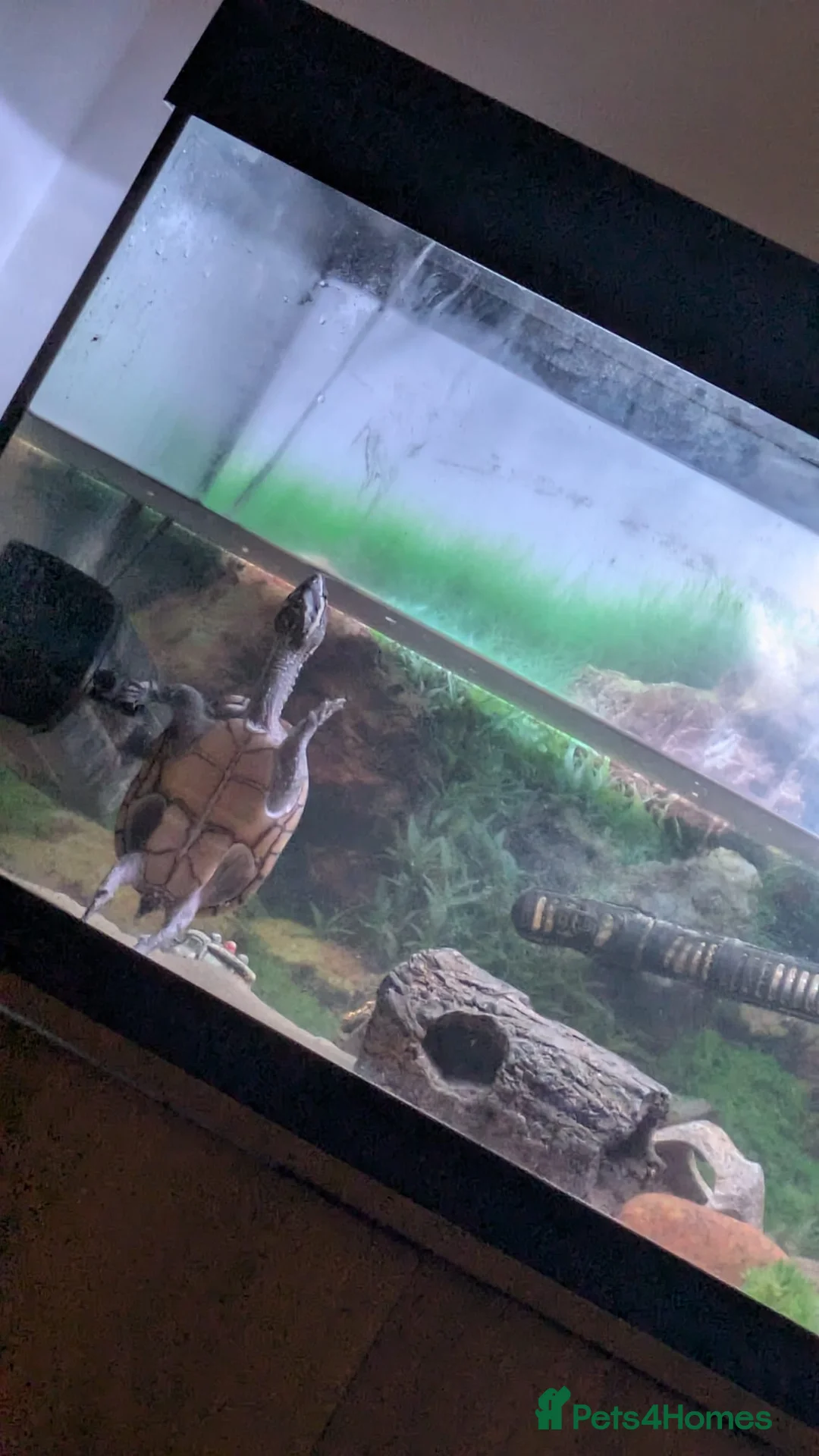 Turtle reptiles for sale: Musk turtle and set up - Advert 2