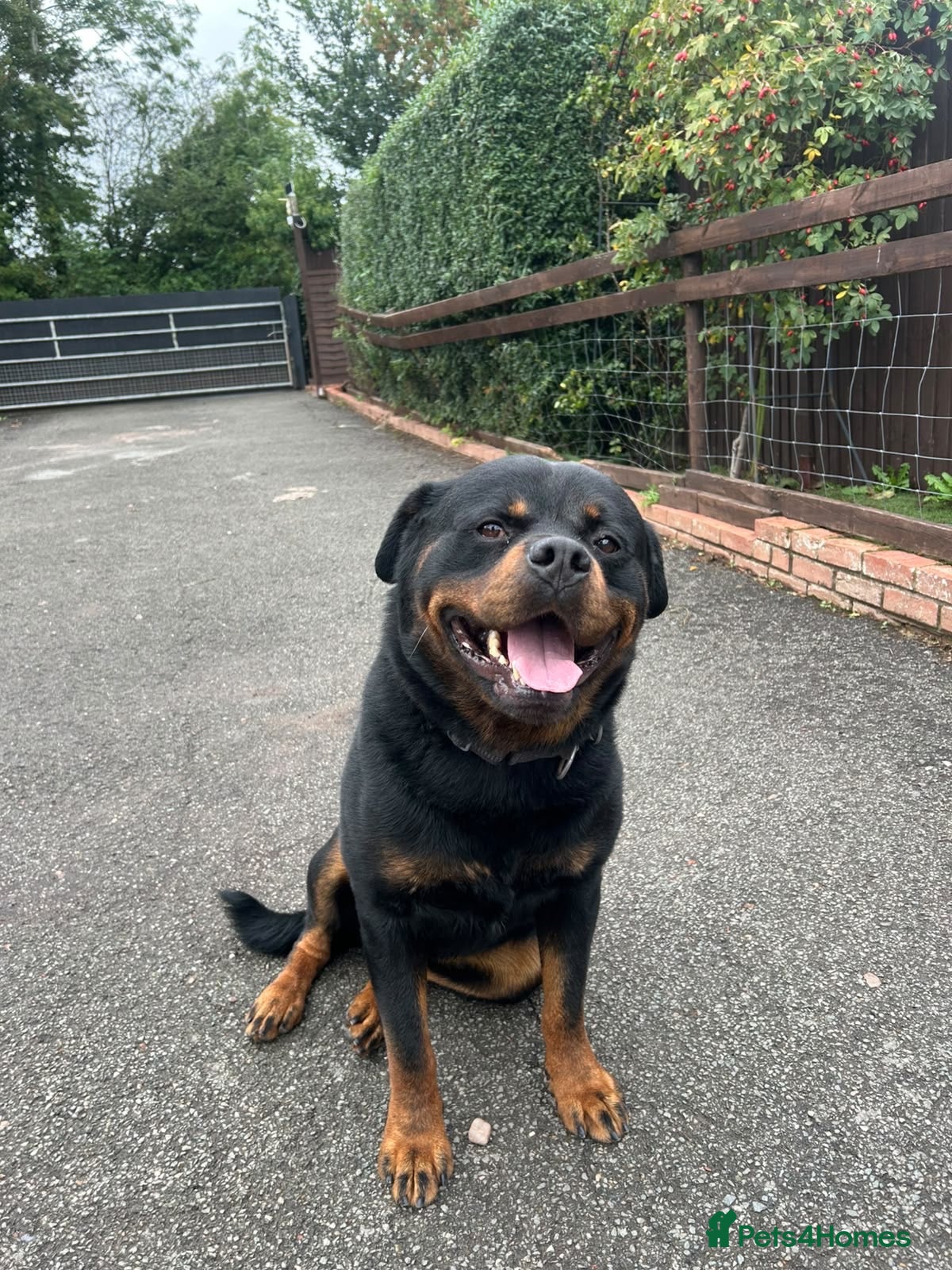 Rottweiler dogs Our beloved stud mo is for sale - Advert 1