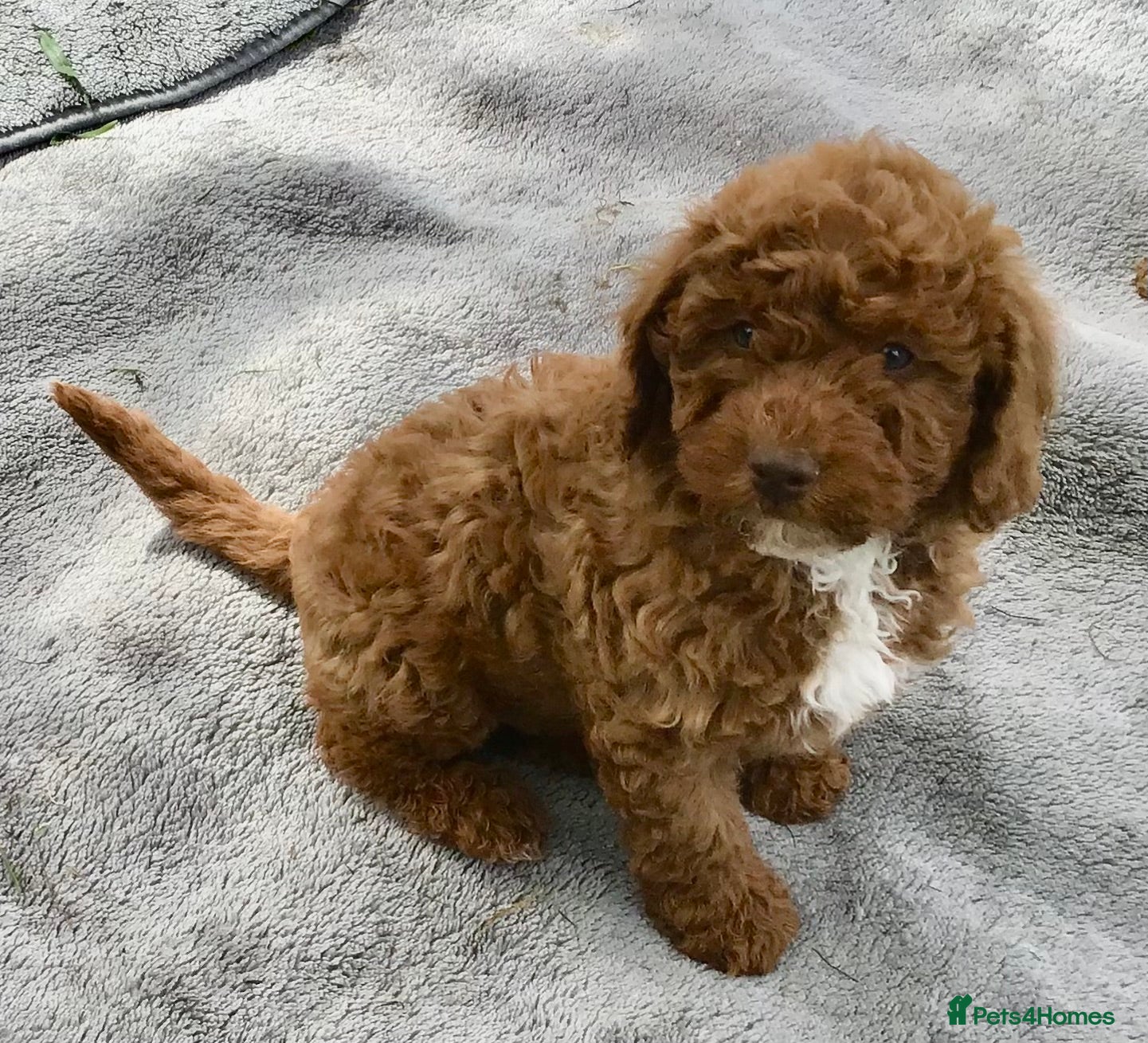 Miniature Poodle dogs for sale: Stunning Health Tested Miniature Poodle - Advert 4