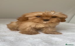 Cavapoo dogs for sale: Beautiful, stunning litter of toy cavapoos - Image 4