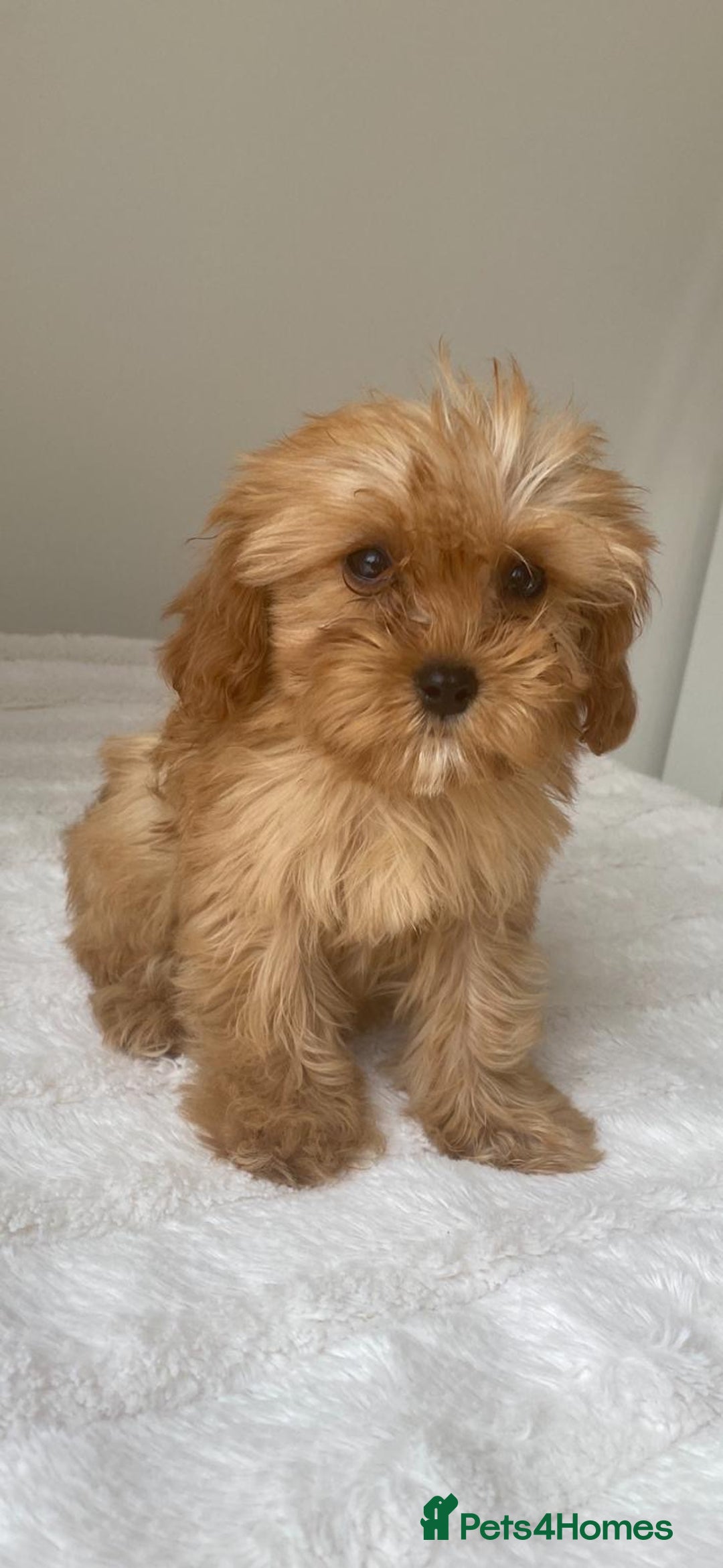 Cavapoo dogs for sale: Beautiful, stunning litter of toy cavapoos - Image 4