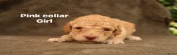 Labradoodle dogs for sale: Labradoodles Miniature/Midi Puppies Muliti Gen  - Advert 4