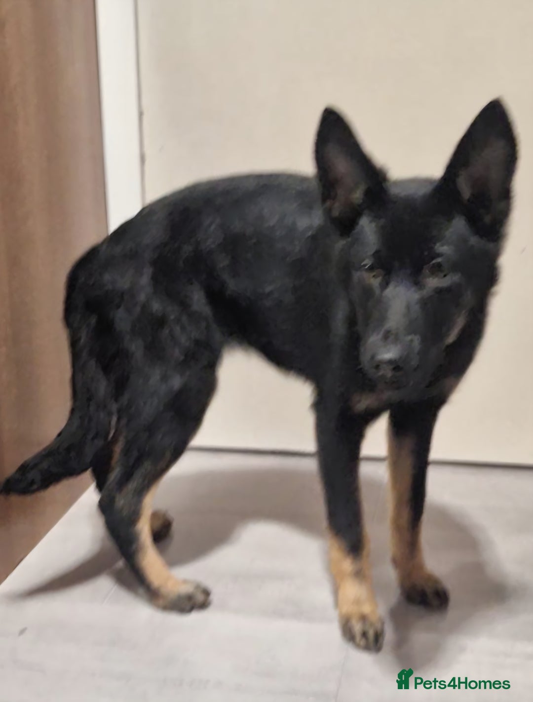 German Shepherd dogs for sale: German shepherd puppies - Advert 2