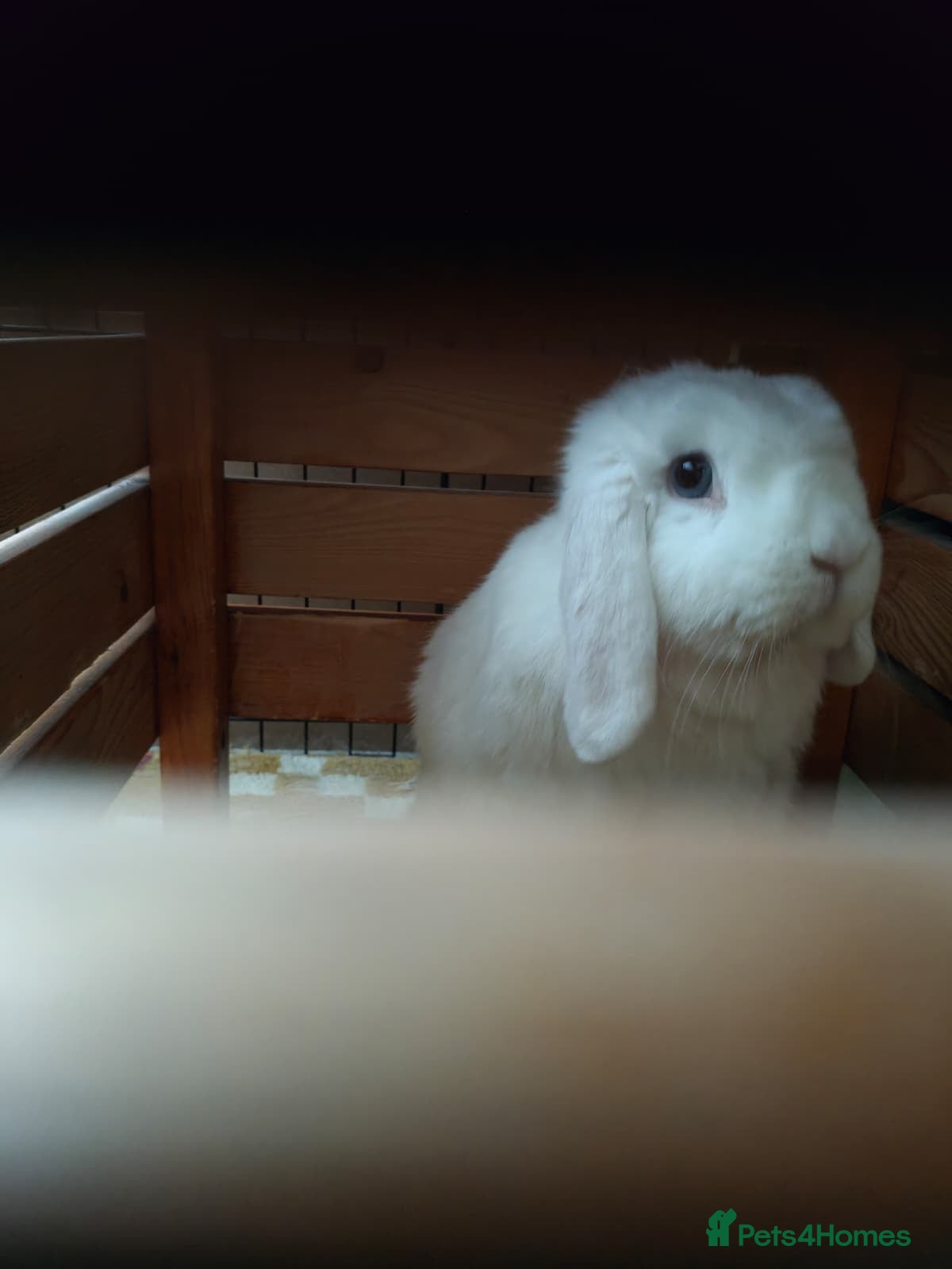 Mini Lop rabbits Finn the Rabbit, 5y old, looking for new home,  - Advert 1