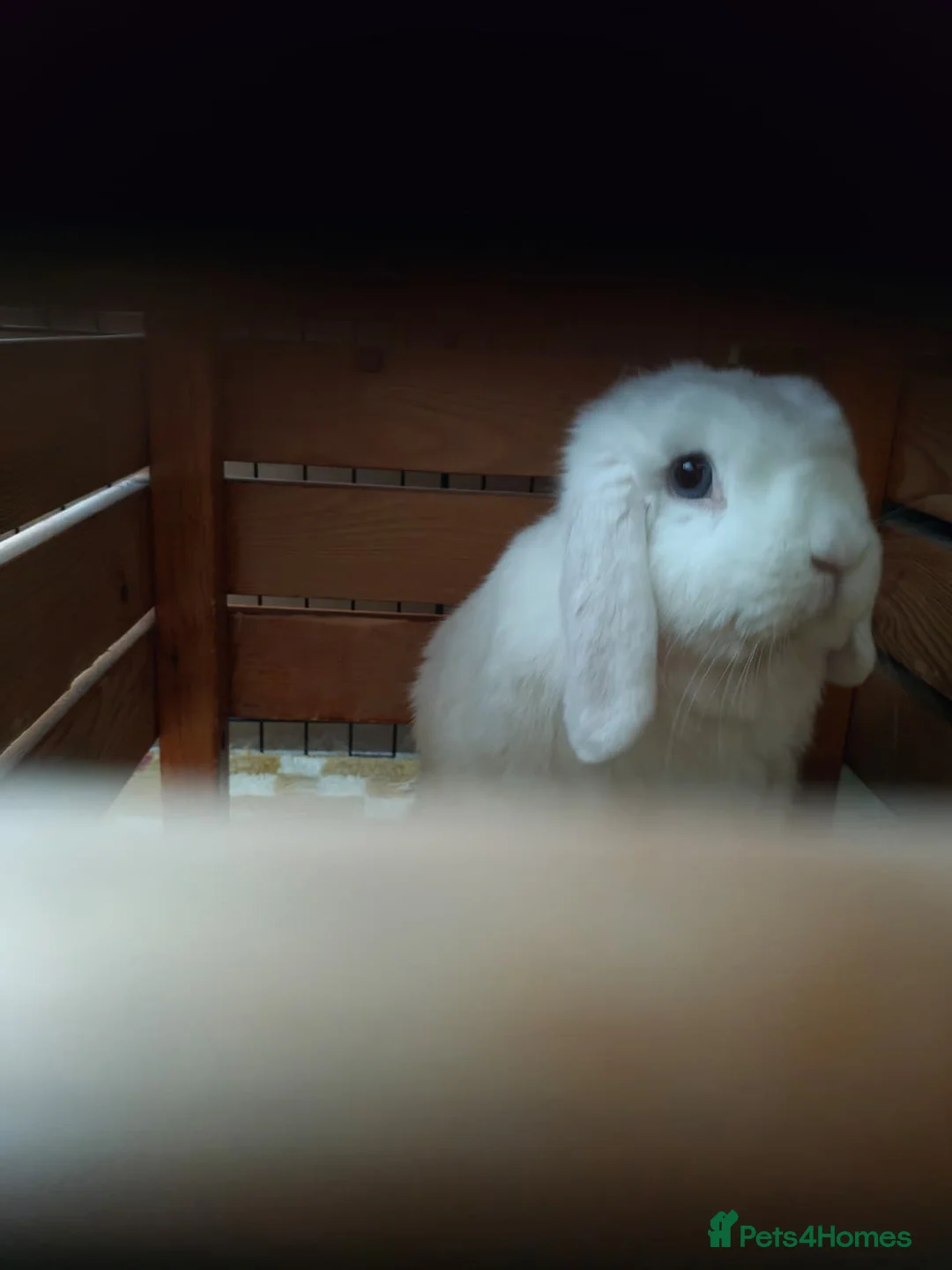 Mini Lop rabbits for sale: Finn the Rabbit, 5y old, looking for new home,  in Dunstable - Advert 1