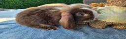 Mini Lop rabbits for sale: Mini Lops in Cambridge - Advert 4