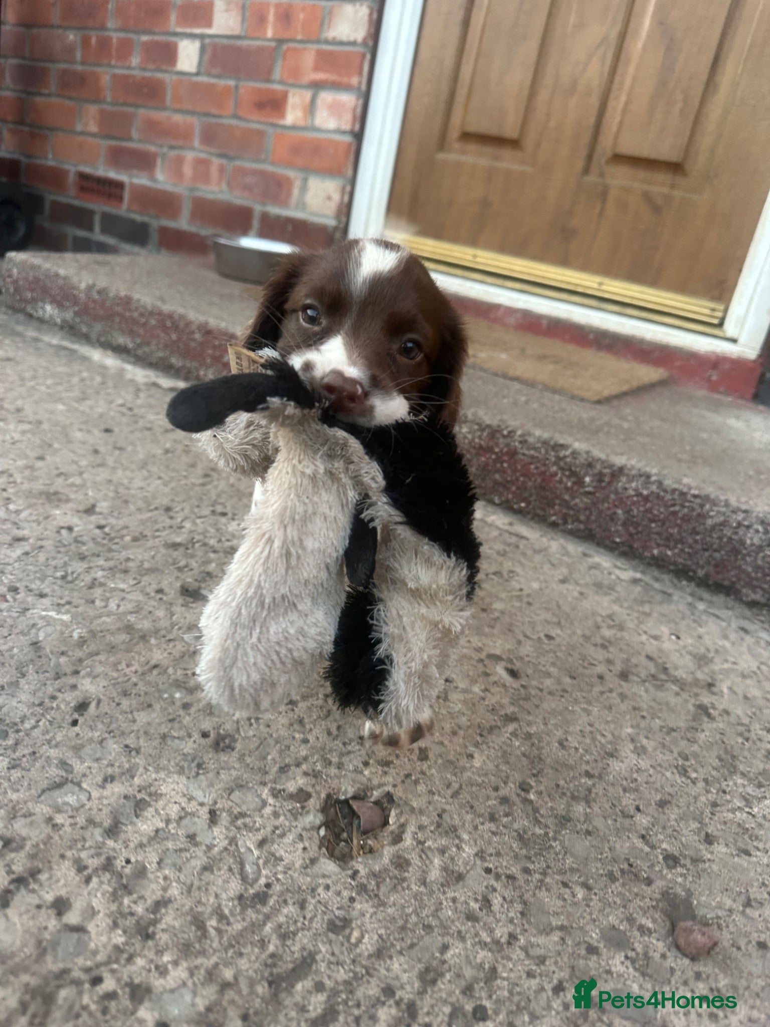 Cocker Spaniel dogs  Stunning cocker spaniel puppies 🐶❤️ - Advert 2