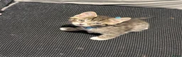 Ragcoon cats for sale: RAGCOON (sealpoint ragdoll mum-dad -Mainecoon) - Advert 4