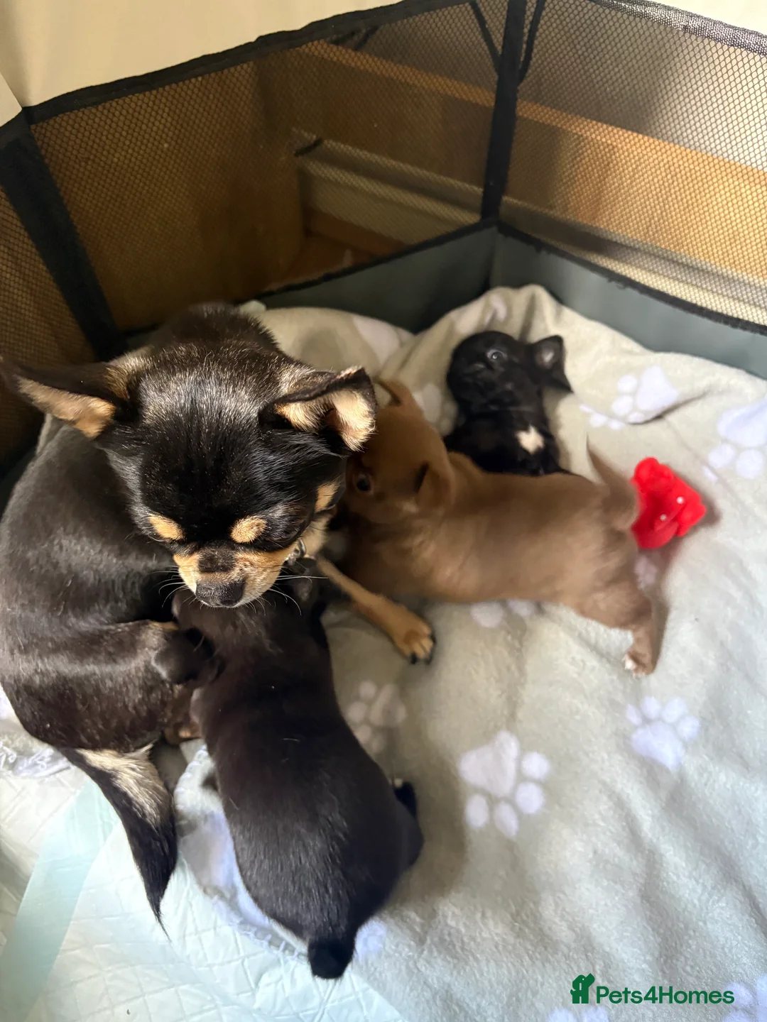 Chihuahua dogs for sale: Beautiful apple head chihuahua puppies  - Advert 2
