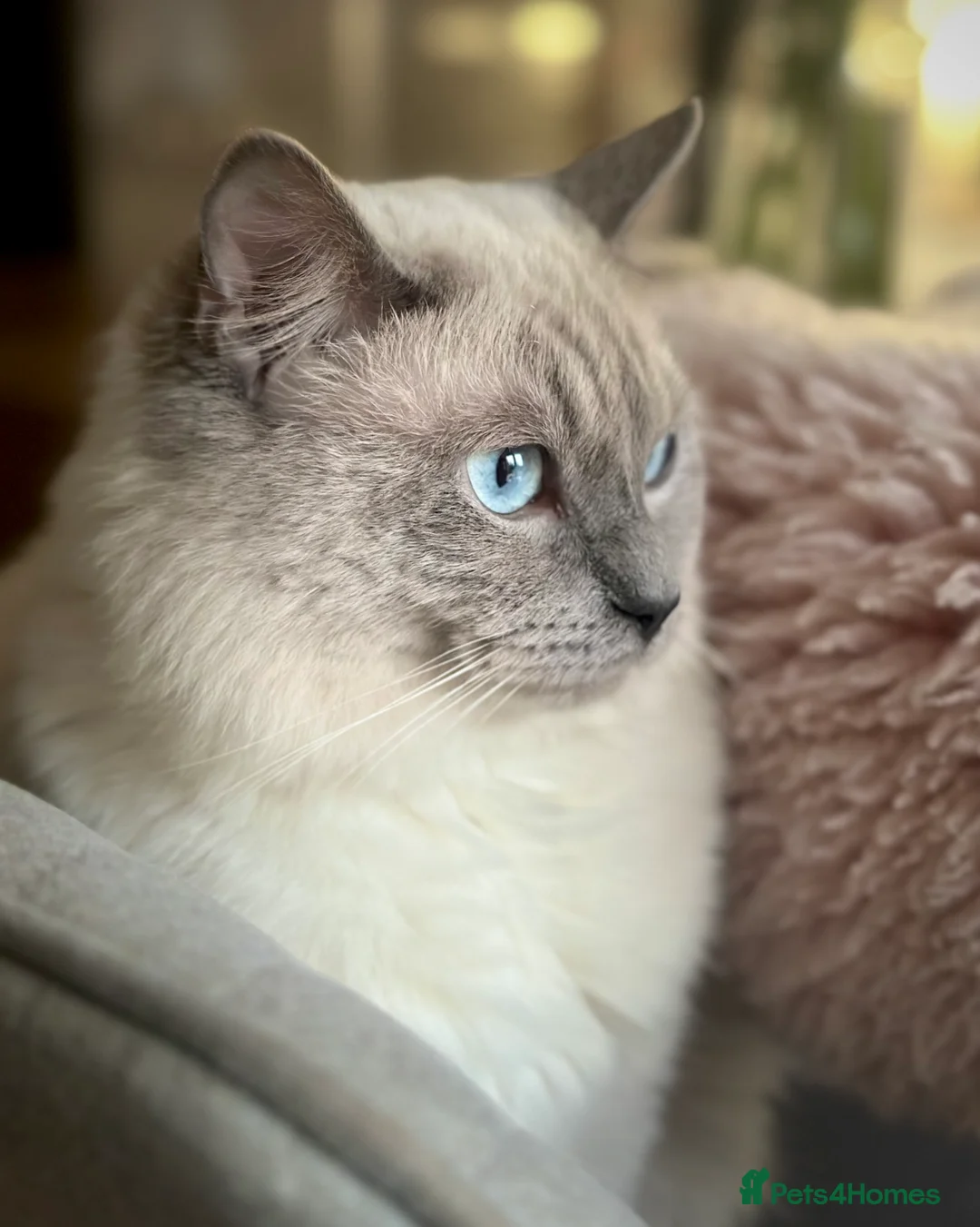 Ragdoll cats for stud: DNA TESTED🧬 Blue Point, Choc Carrier Ragdoll STUD - Advert 20