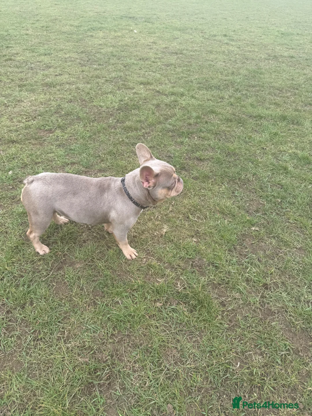 French Bulldog dogs for sale: Frenchbulldog 2 year  - Advert 2