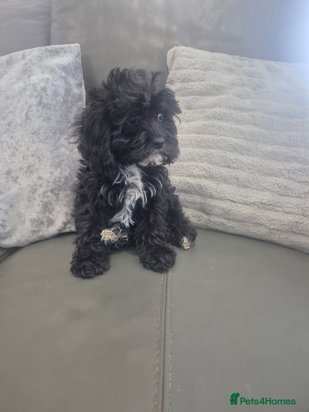 Cavapoo dogs for sale: Stunning Cavapoo Babies - ready this weekend - Image 35