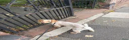 Cocker Spaniel dogs for sale: Health treated cocker spaniel  in Wirral - Advert 4