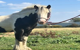 Irish Cob horses for sale: Gyspy offers considered - Image 5