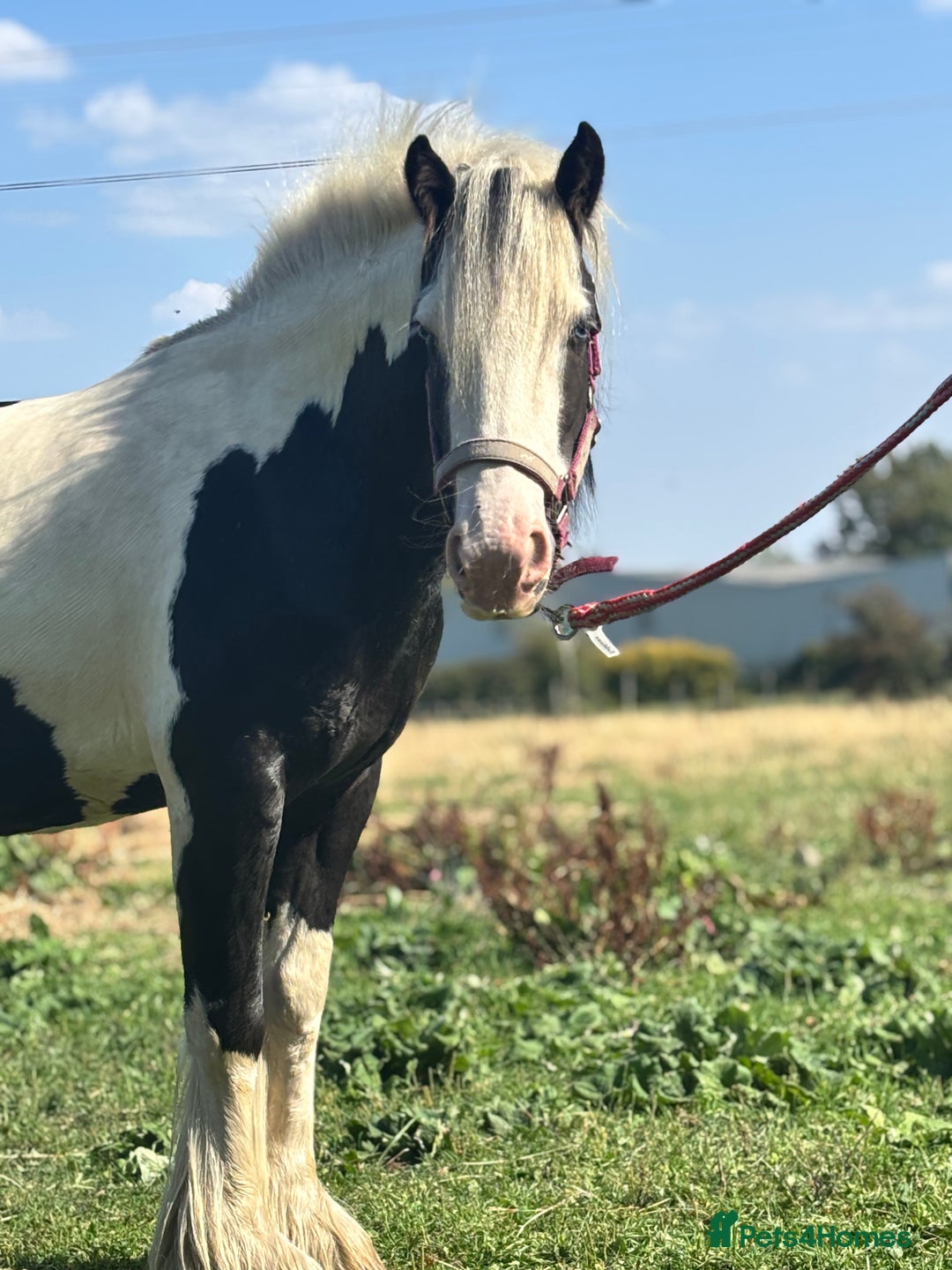 Irish Cob horses for sale: Gyspy offers considered - Image 5