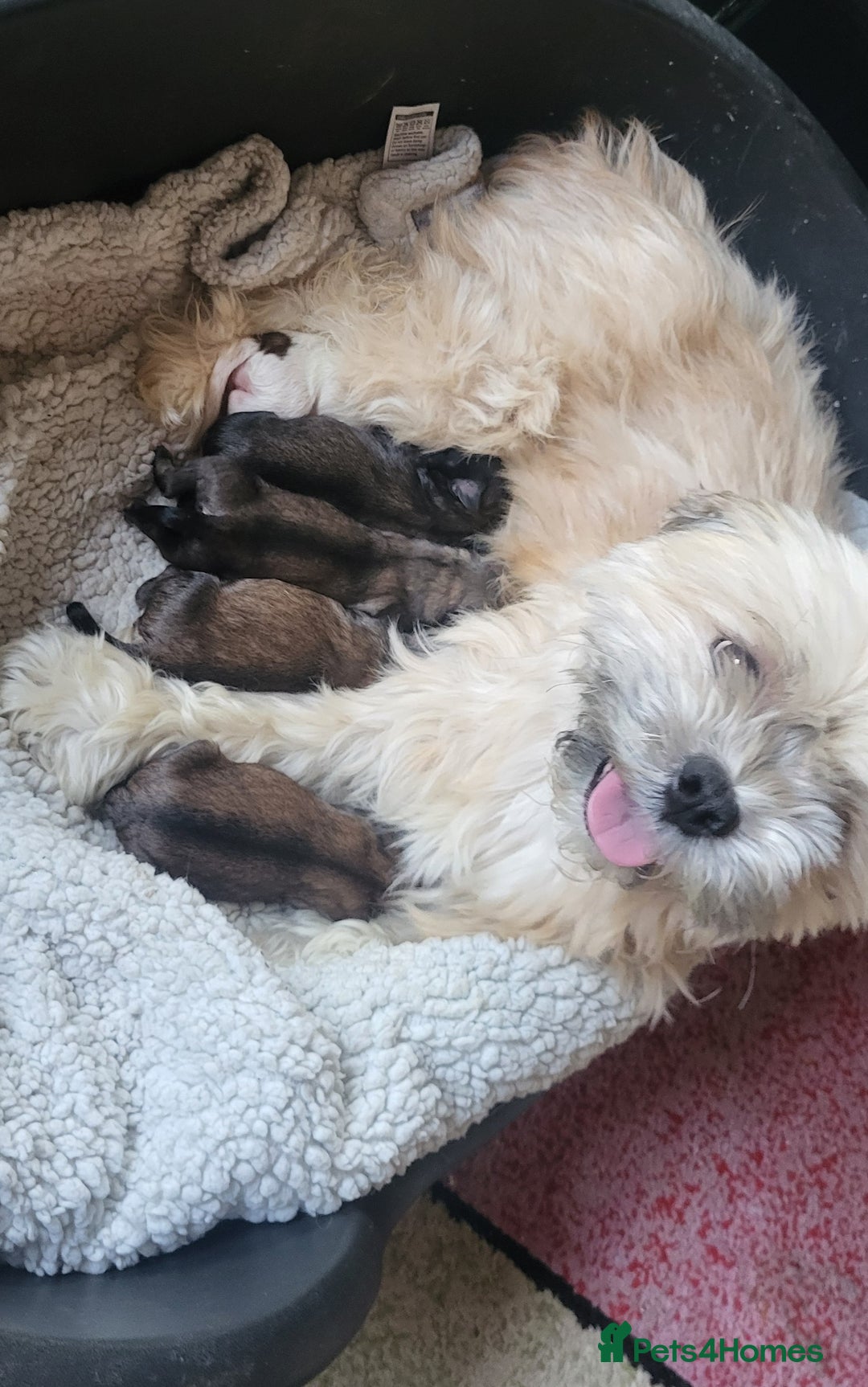 Lhasapoo dogs for sale: 4 Lhasa Apso X poodle (Lhasapoo) puppies - Image 1