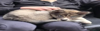 Fenrir