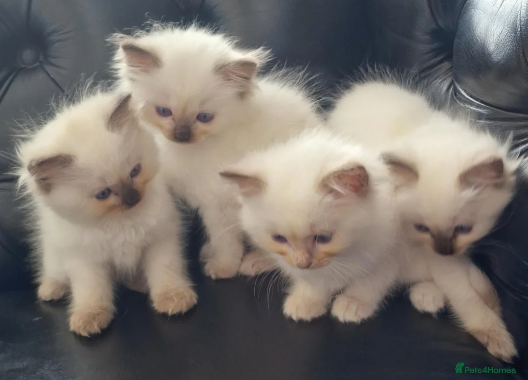 Ragdoll cats for sale: 🐾Beautiful Ragdoll Kittens – Championship Lines🐾 - Advert 1