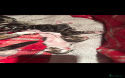 Bengal cats for sale: half bengal kittens  - Image 8