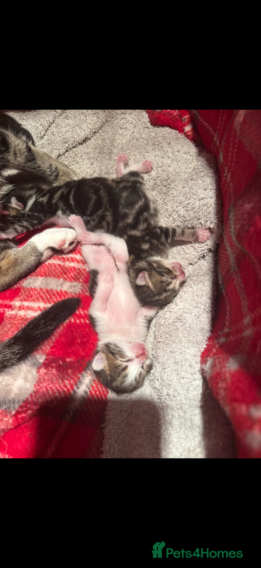 Bengal cats for sale: half bengal kittens  - Image 8