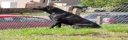 Labrador Retriever dogs for sale: Bella  - Advert 2