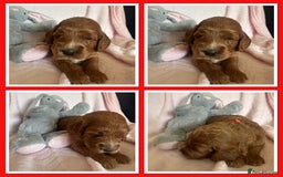 Irish Doodle dogs for sale: Gorgeous Miniature F1 Irish Doodles - Image 13
