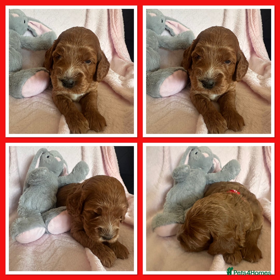 Irish Doodle dogs for sale: Gorgeous Miniature F1 Irish Doodles - Image 13