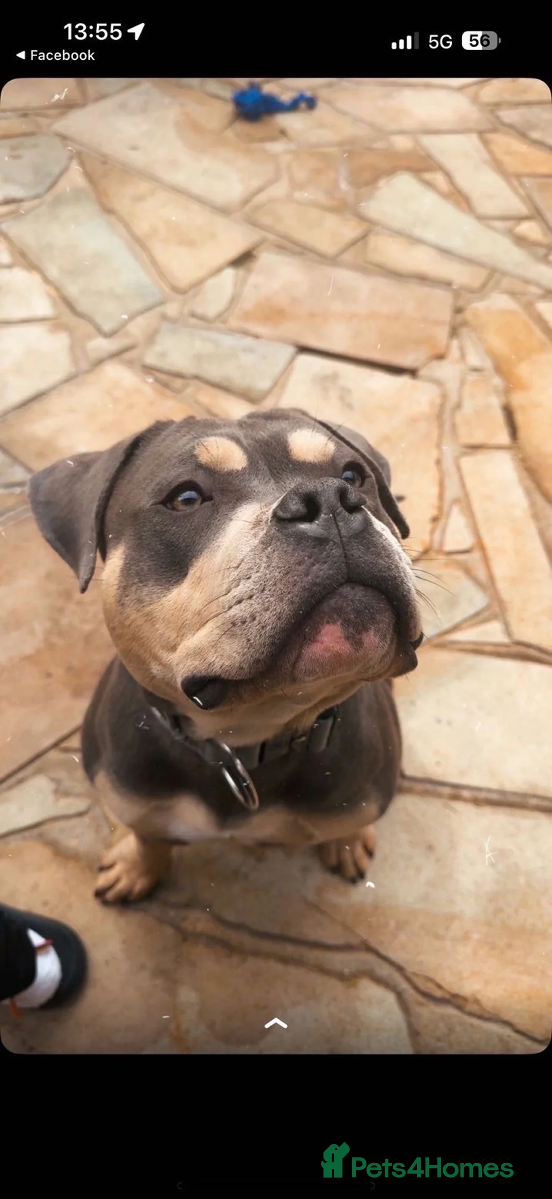 English Bulldog dogs for sale: Pocket bully  - Advert 2