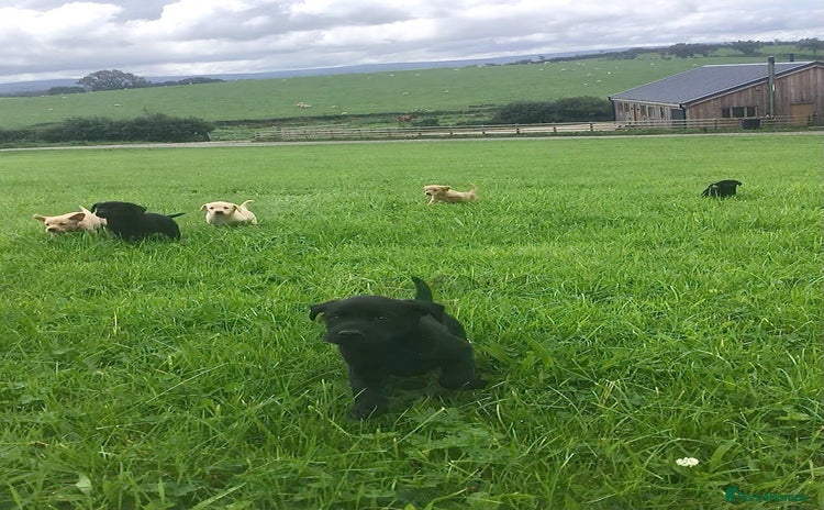 Labrador Retriever dogs for sale - Advert 2