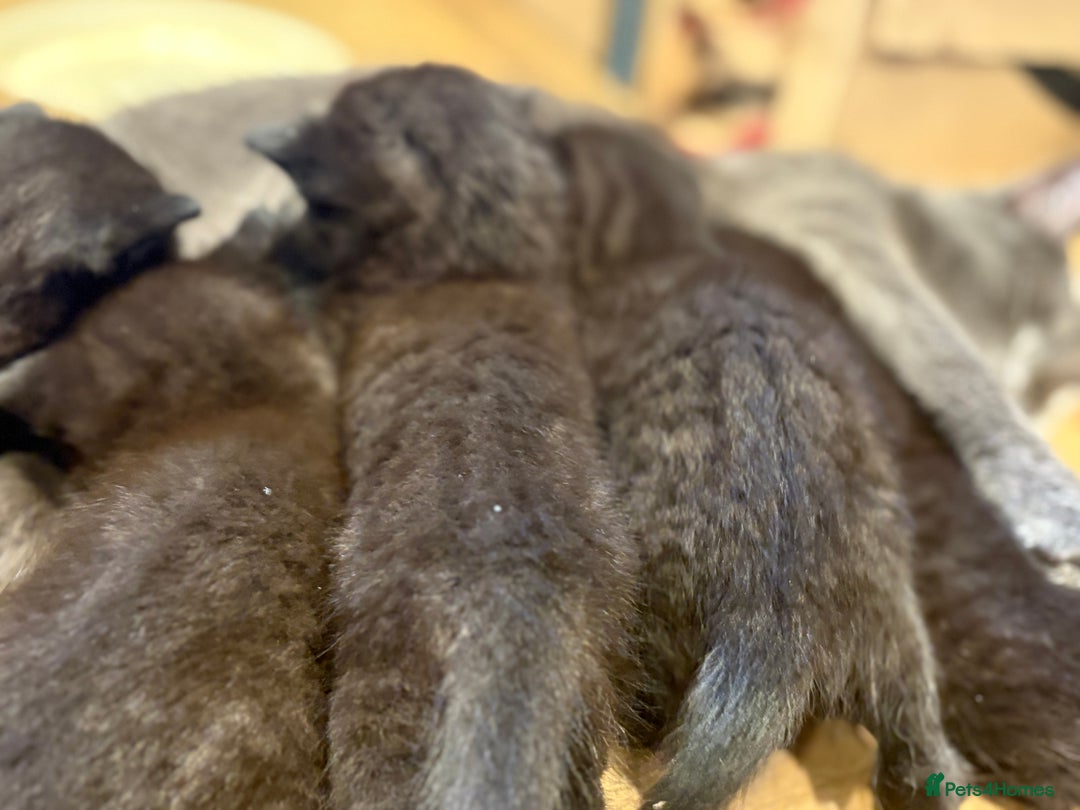 Mixed Breed cats for sale: Beautiful boy  - Image 12