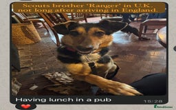 Mixed Breed dogs for adoption: Scout, 1-2 yrs old. Available for adoption  - Image 7