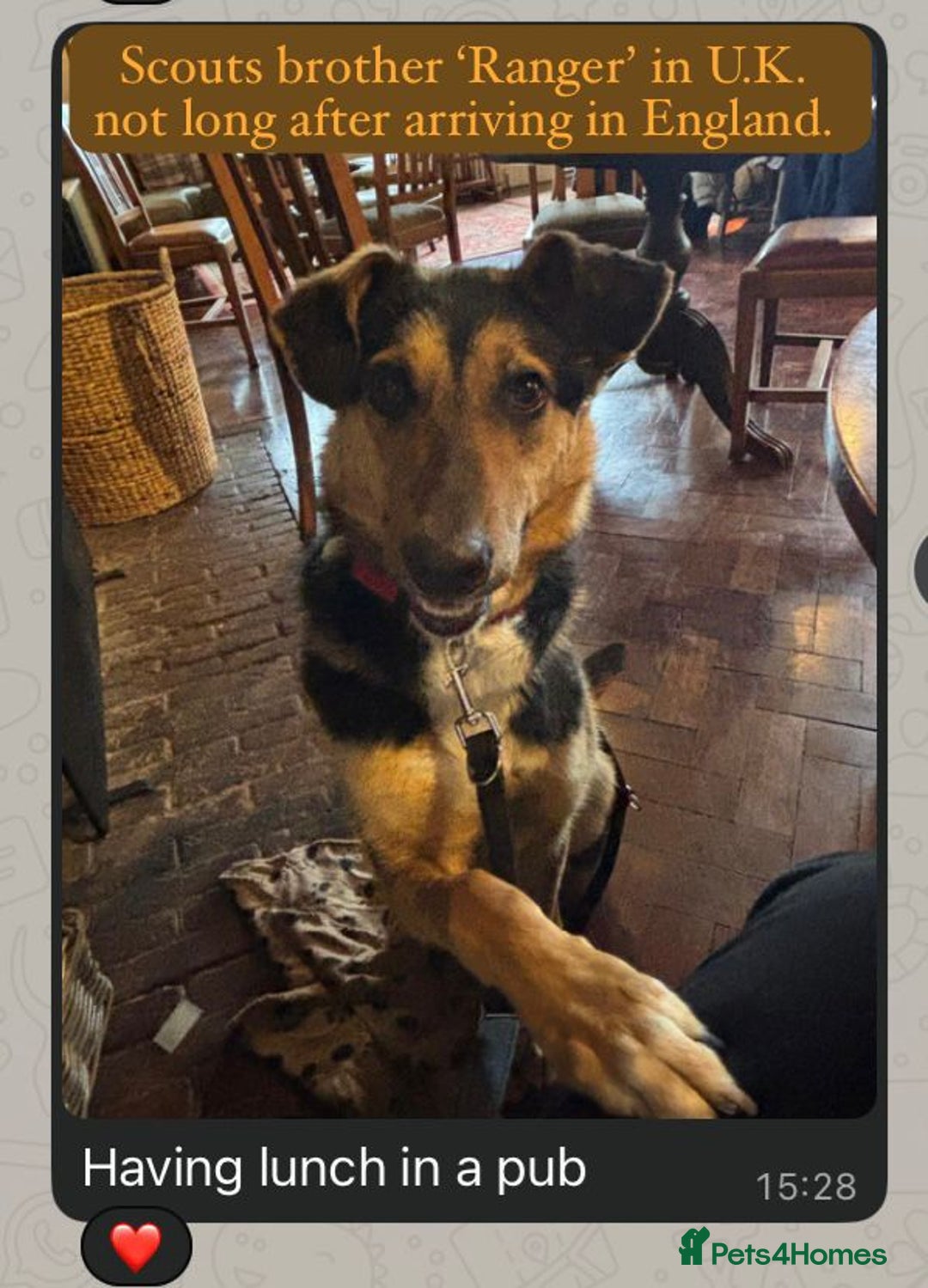 Mixed Breed dogs for adoption: Scout, 1-2 yrs old. Available for adoption  - Image 7