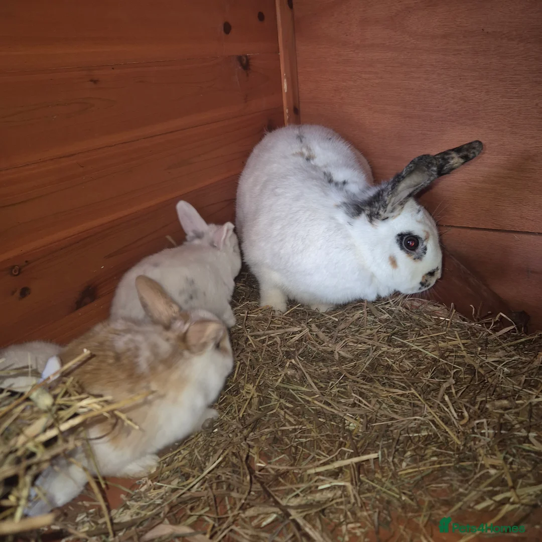 Mini Lop rabbits for sale: Gorgeous mini lop x Rhinelander kits ready April - Advert 8