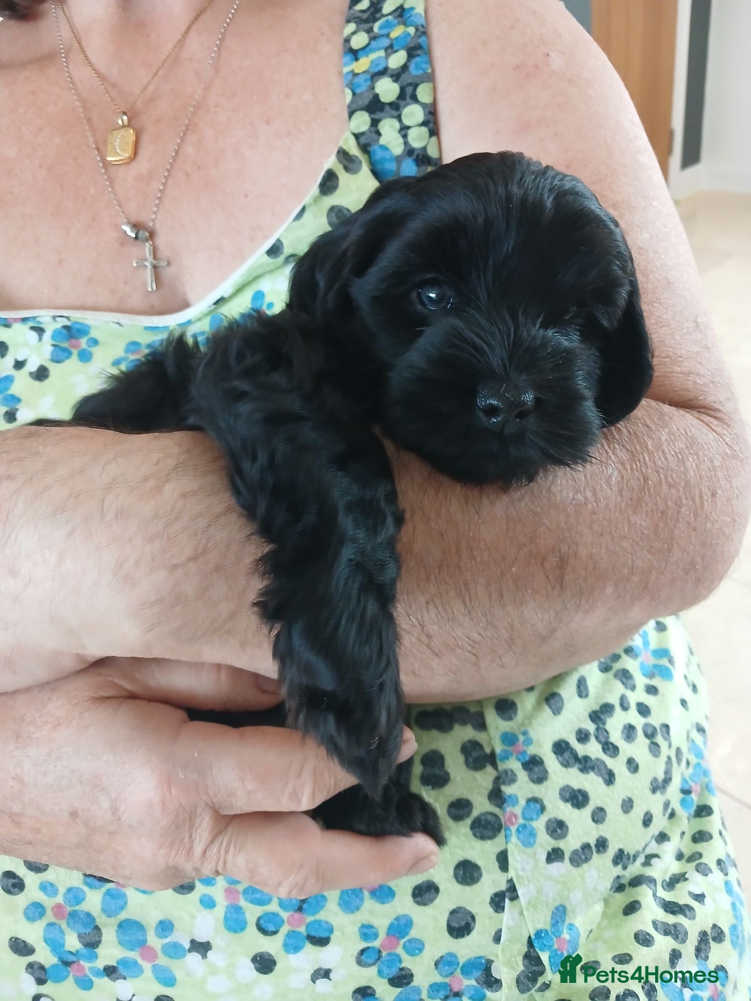 Cockapoo dogs 5 beautiful Toy Cockapoos available - Advert 2