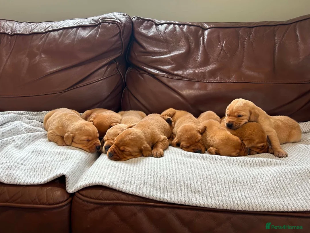 Labrador Retriever dogs for sale: KC Fox Red Labradors - Advert 2