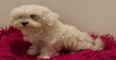 Maltipoo dogs - Advert 2