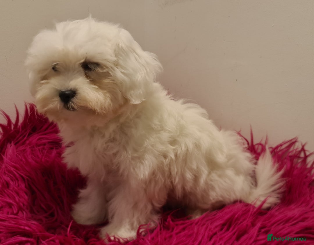 Maltipoo dogs for sale: Gorgeous pure white maltipoo girl  - Image 2