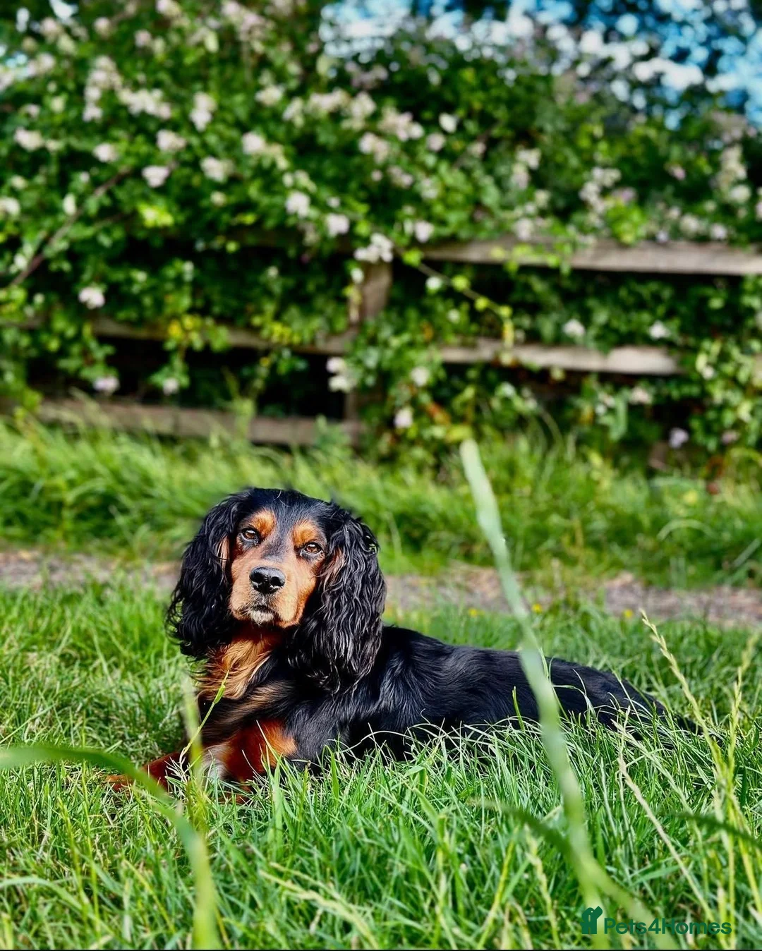 Cocker Spaniel dogs for sale: Working Cocker Spaniel Pups - Advert 8