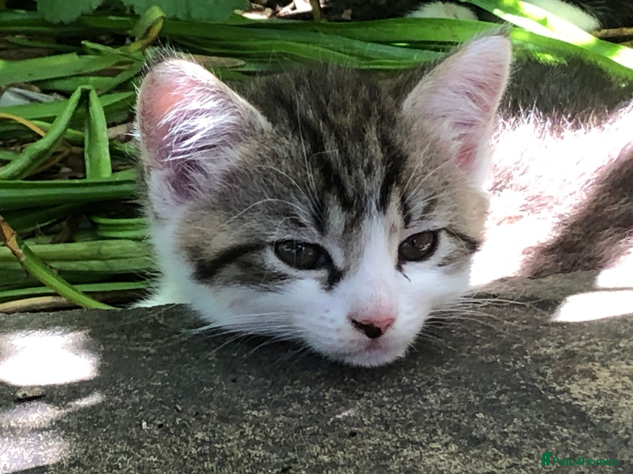 Mixed Breed cats Little darlings looking for loving homes - Advert 6
